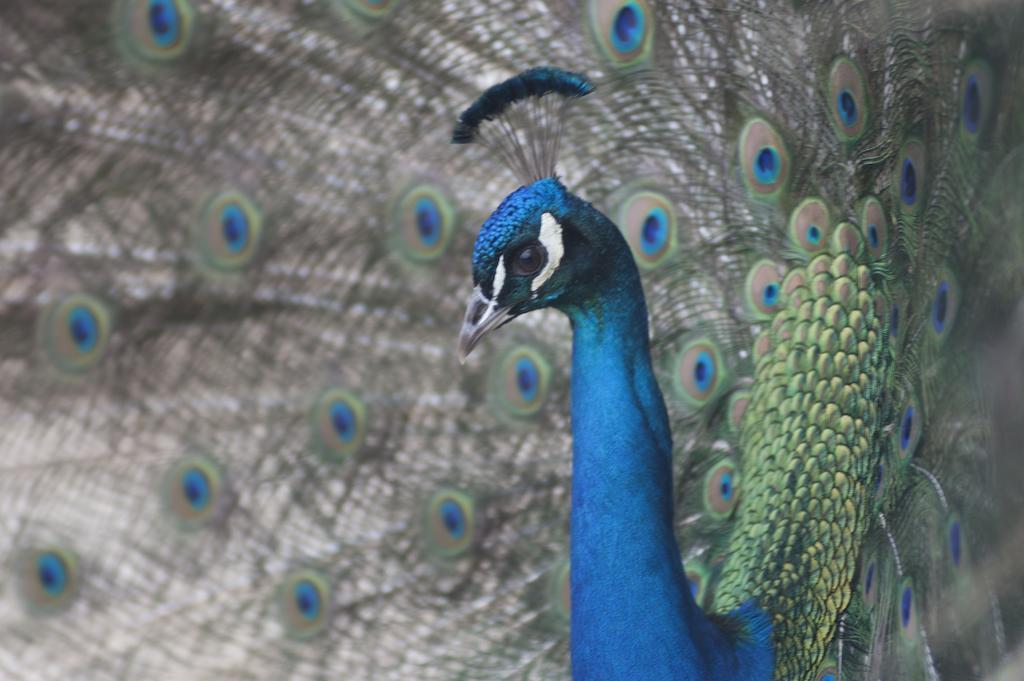 Agriturismo Arte Contadina ฟิโอเร็นซัวลา ดาร์ดา ภายนอก รูปภาพ